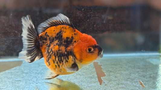 Oranda Short Tail Dec010