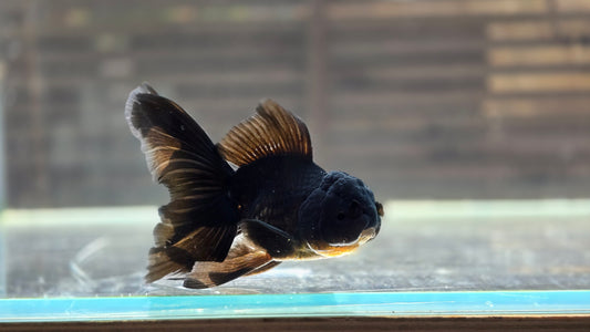 Black Oranda May014