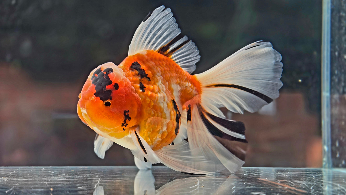 VHQ Jumbo Calico Oranda July2607 P