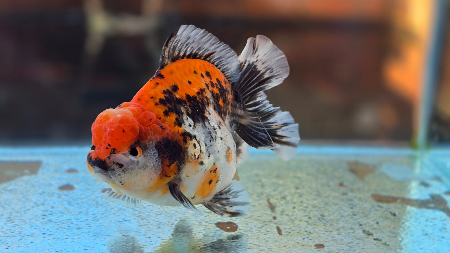 Jumbo Oranda Dec006