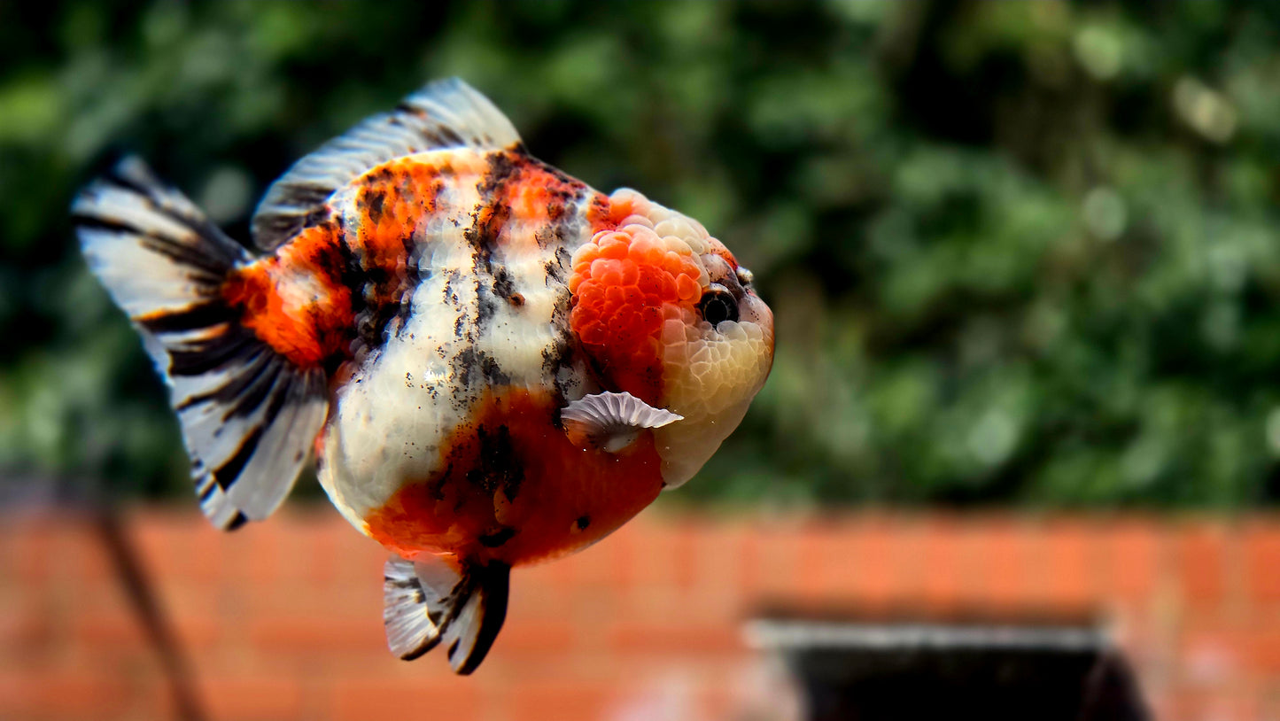 VHQ Jumbo Calico Oranda July2612 T6