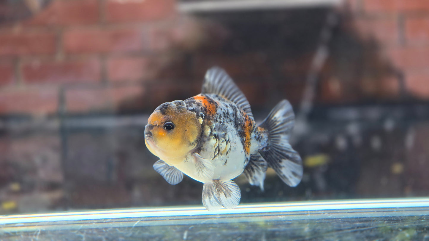 Shogun Short Tail Oranda June10