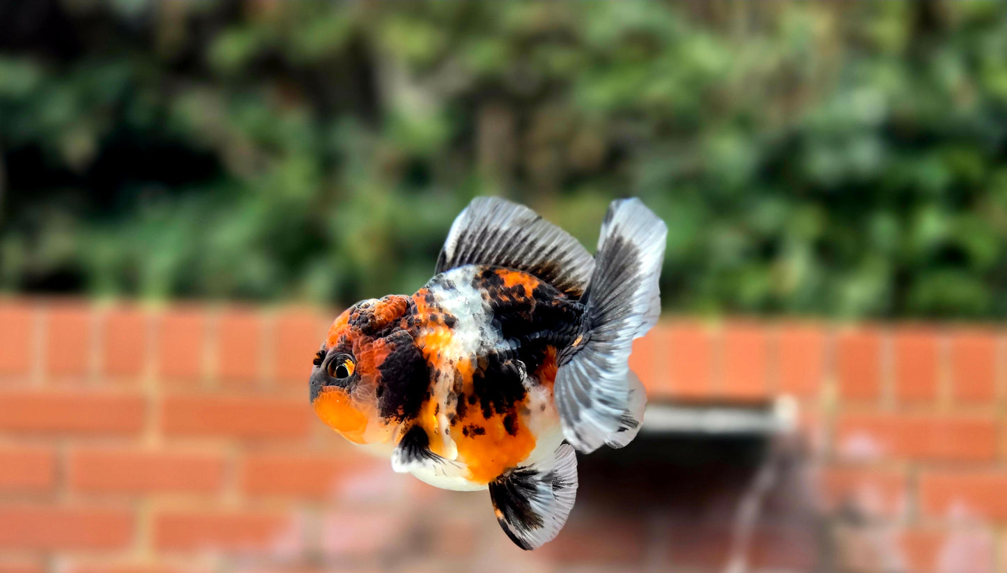 HQ Shogun Oranda July2665 C3