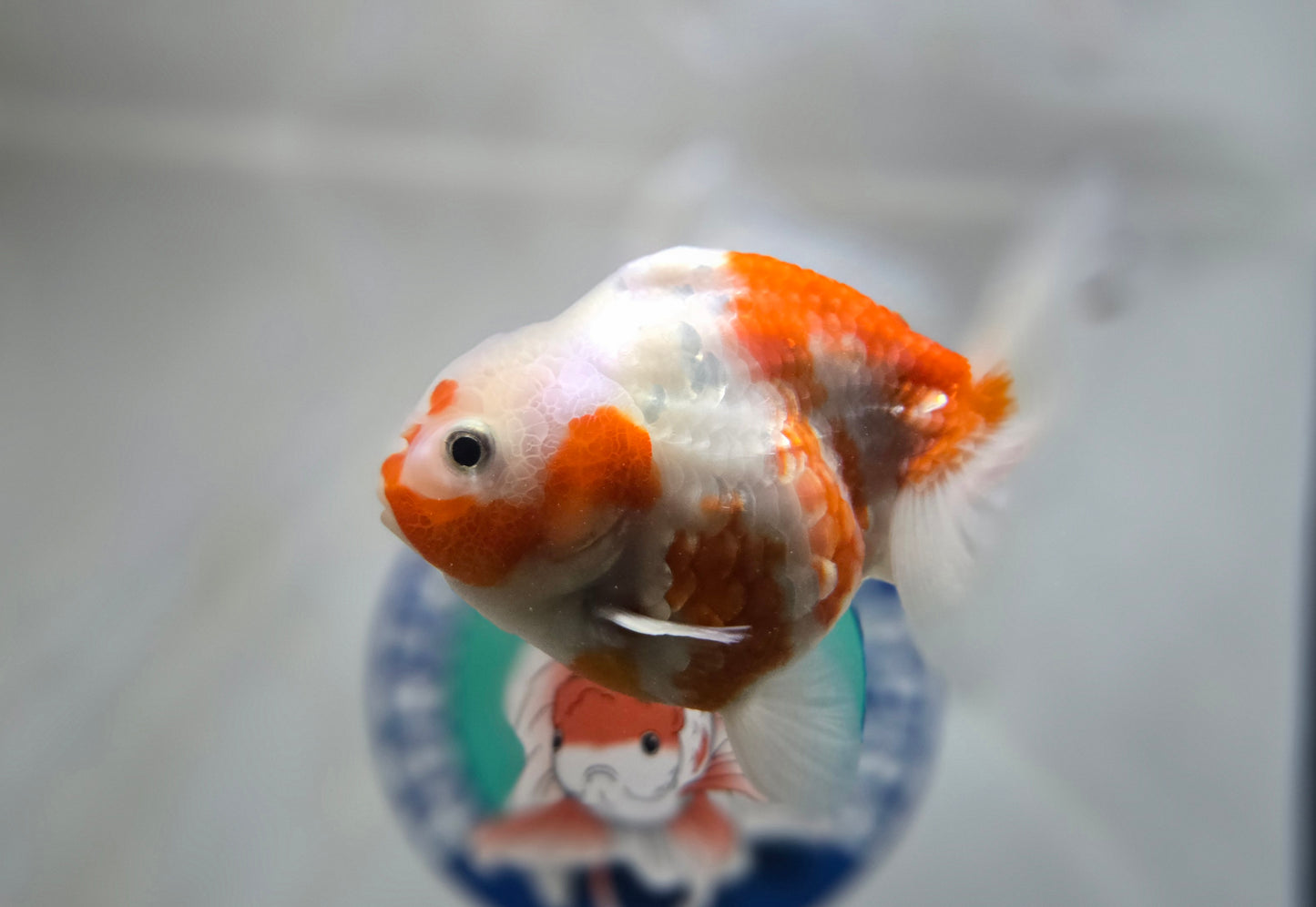 Sakura Oranda Aug002