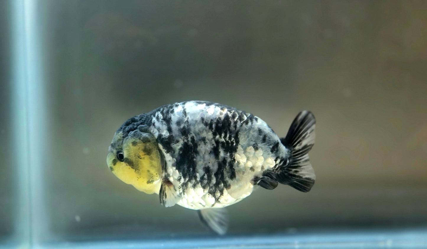 HQ Ranchu July2657 T2