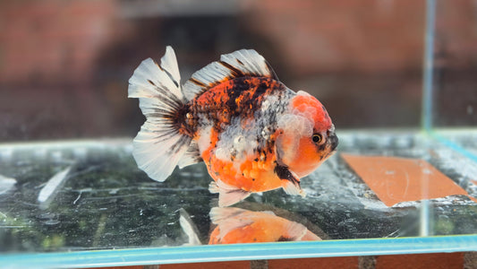 HQ Short Tail Oranda July009