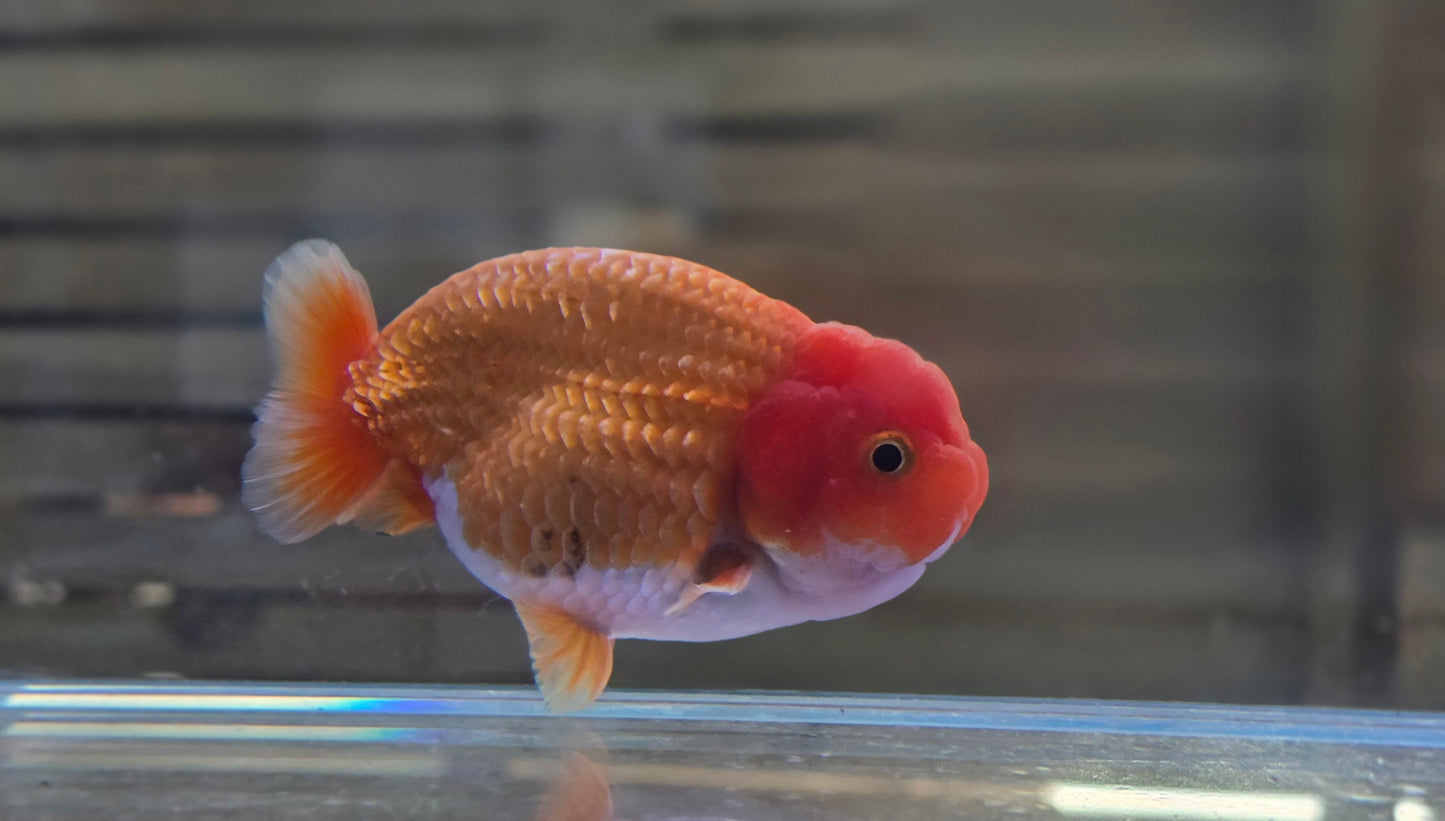 Ranchu J26005