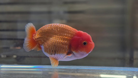 Ranchu J26005