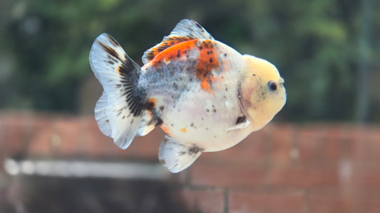 Shogun Short Tail Oranda June006