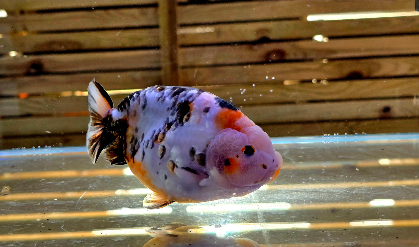 Calico Ranchu J26023