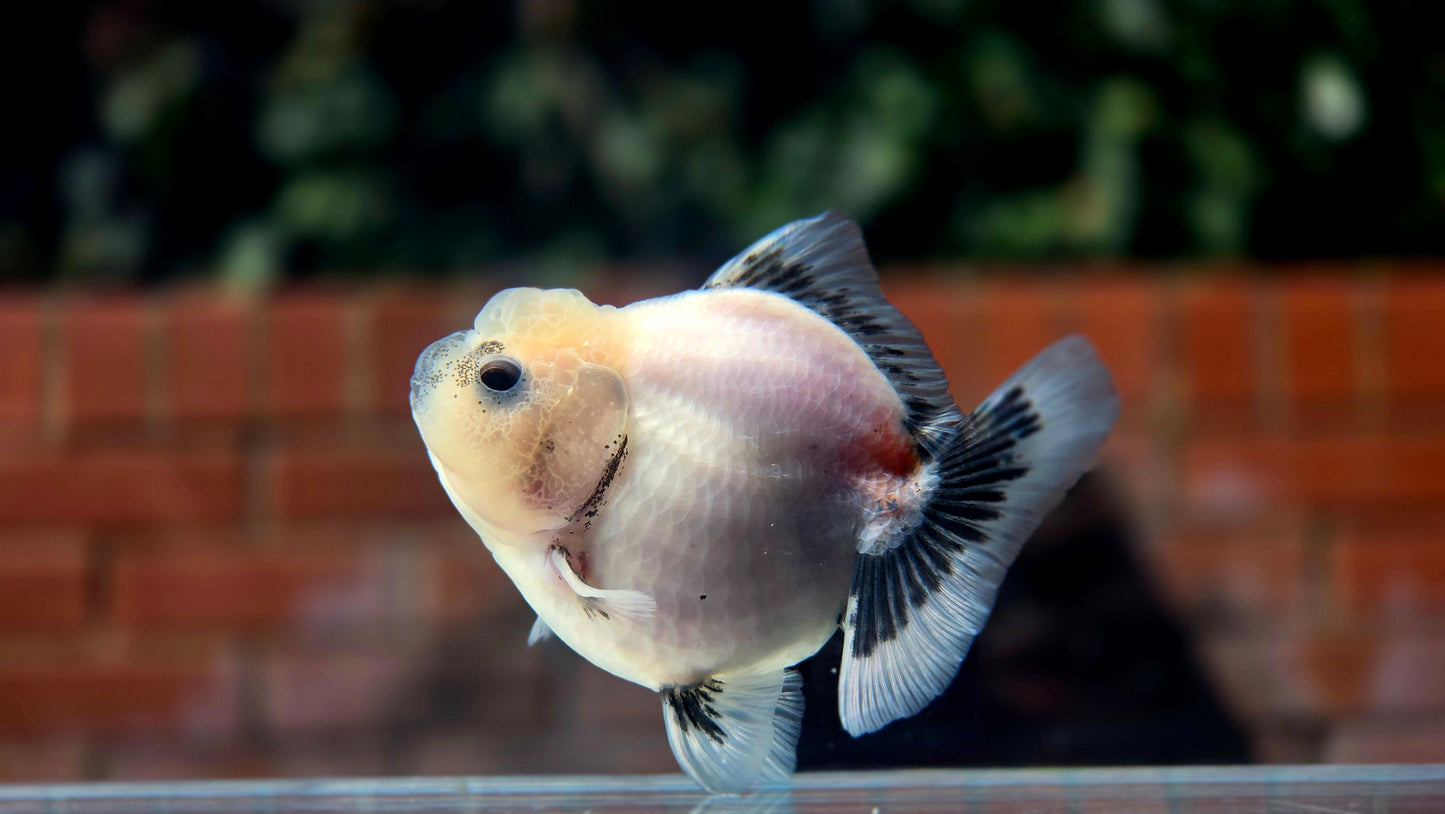 HQ Shogun Oranda July2653 C3