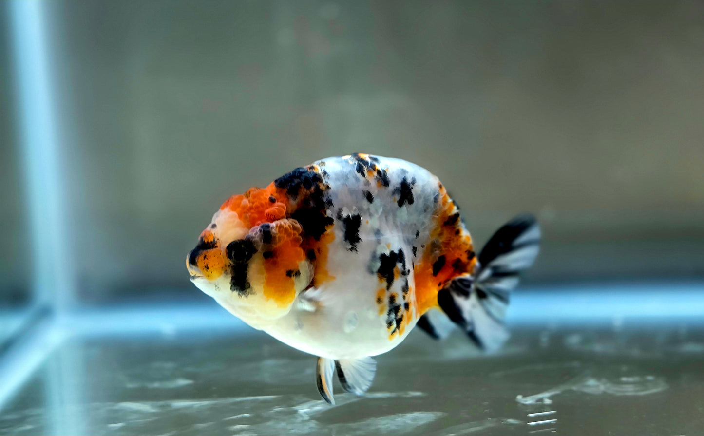 HQ Ranchu July2661 T2