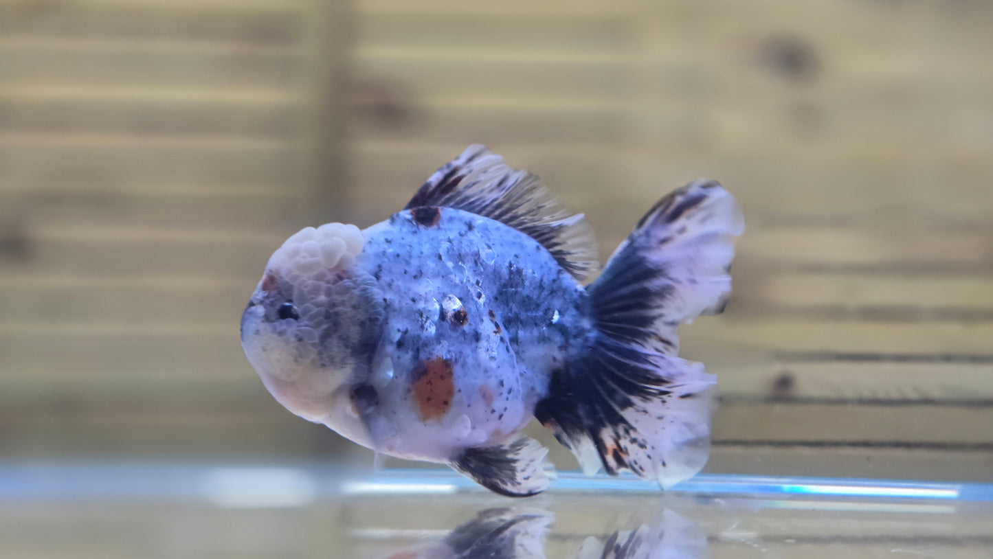 Jumbo Oranda J26010