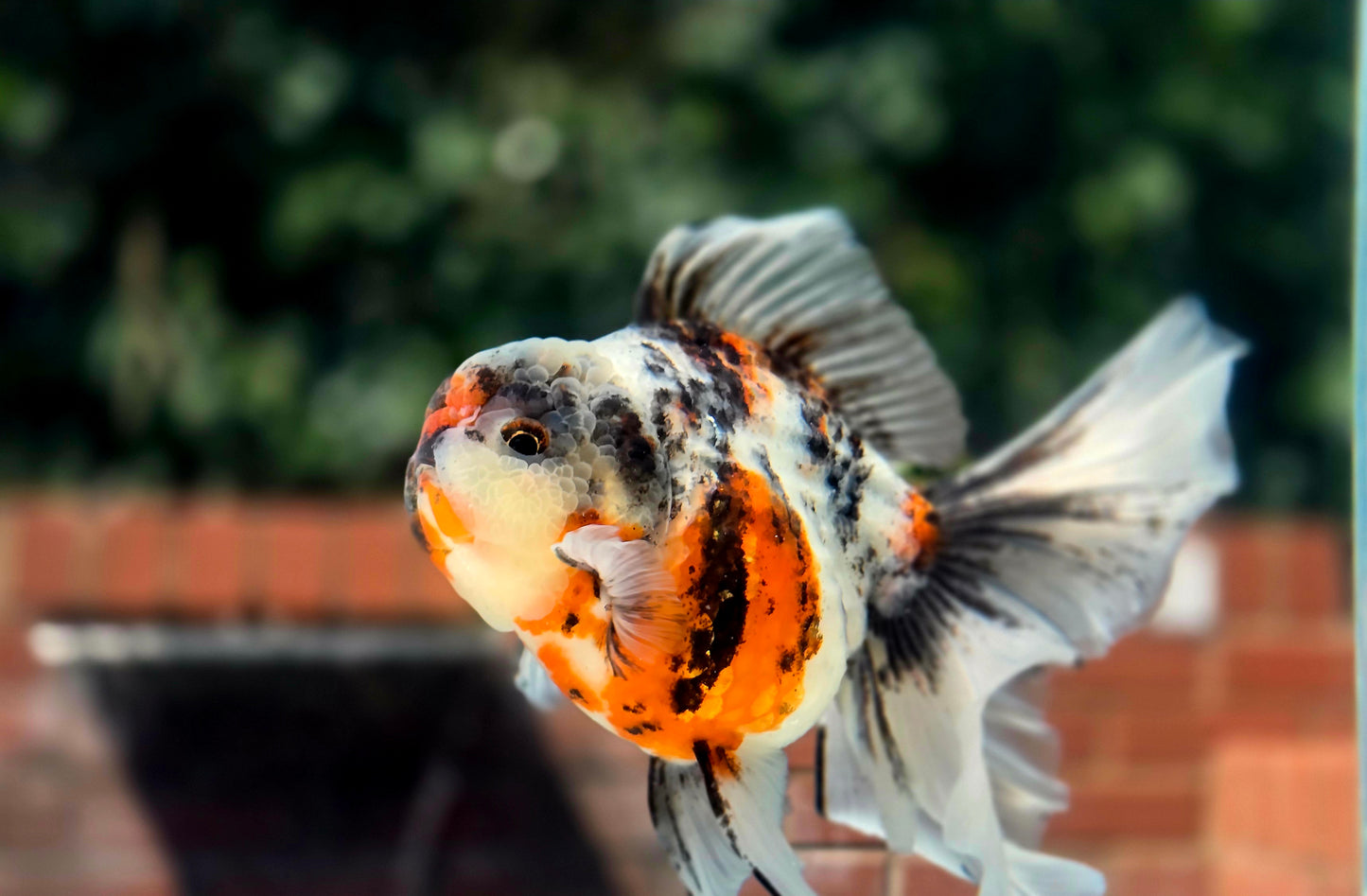 VHQ Jumbo Calico Oranda July2620 T3
