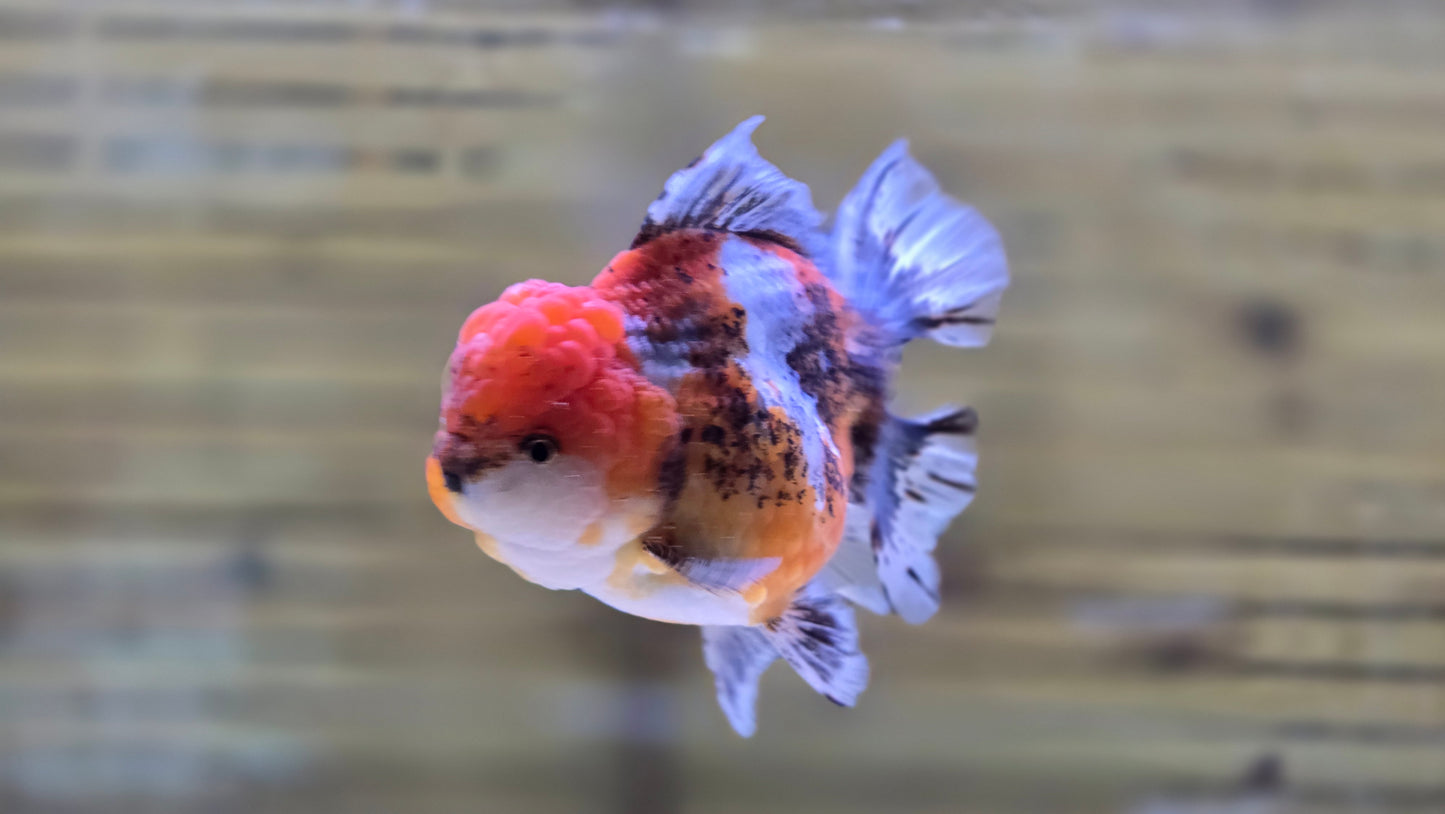 Jumbo Oranda J26017