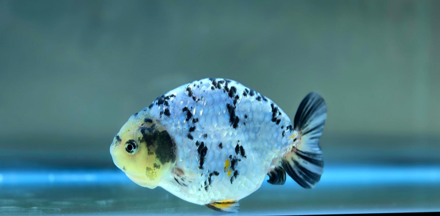 HQ Ranchu July2621 T1