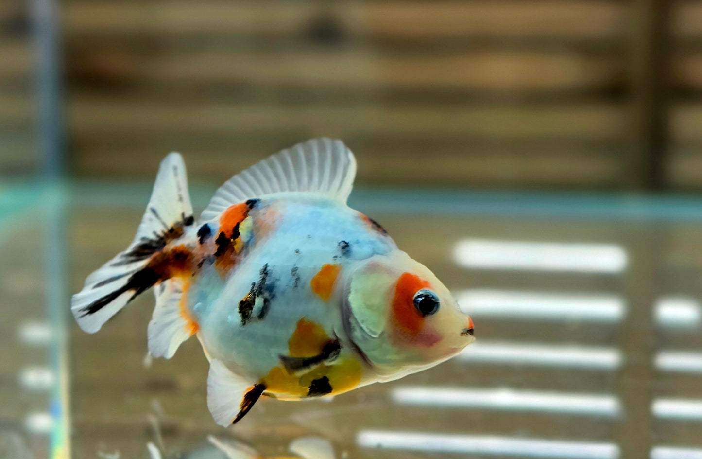 Calico Oranda May008