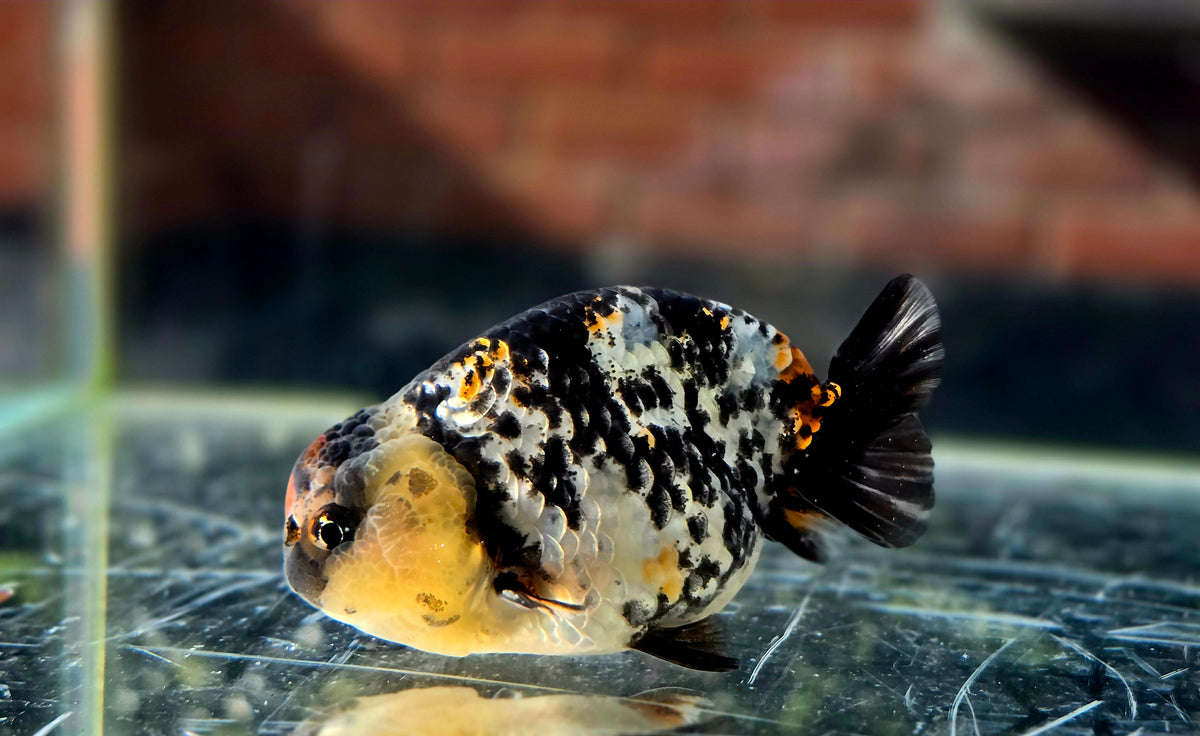 HQ Ranchu July26338 P1