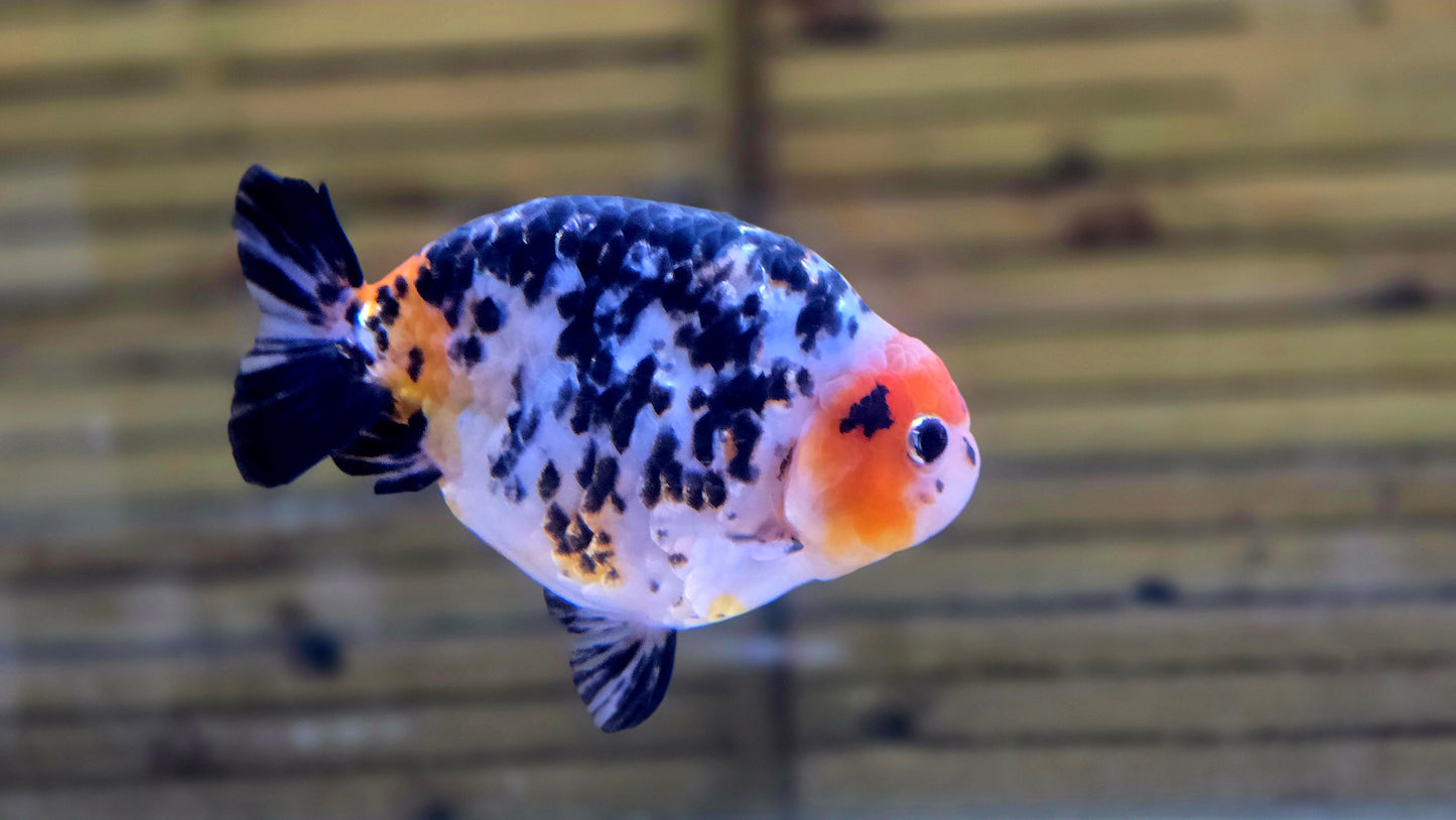 Calico Ranchu J26022