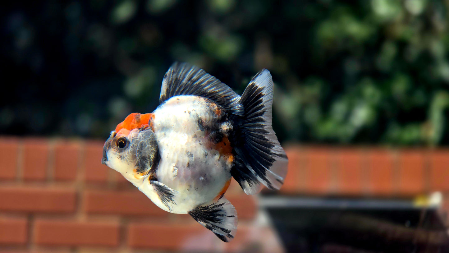 HQ Shogun Oranda July2652 C3