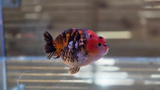 Calico Ranchu J26024