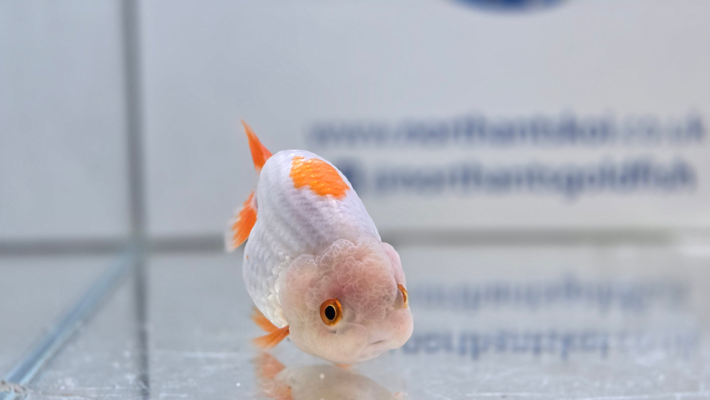 Ranchu J26030