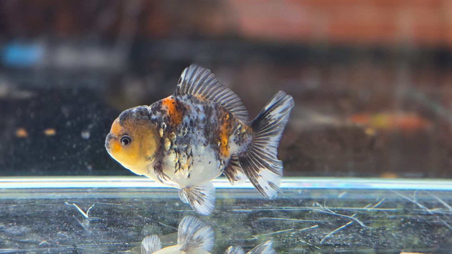 Shogun Short Tail Oranda June10