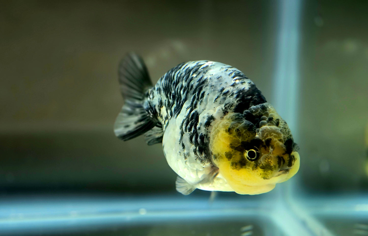 HQ Ranchu July2659 T2