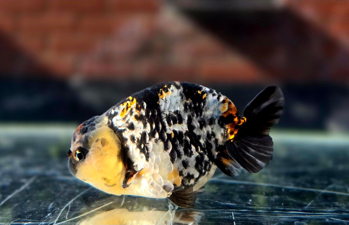 HQ Ranchu July26338 P1