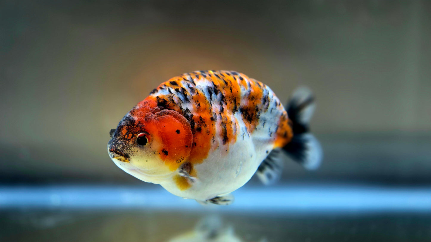 HQ Ranchu July2635 T1