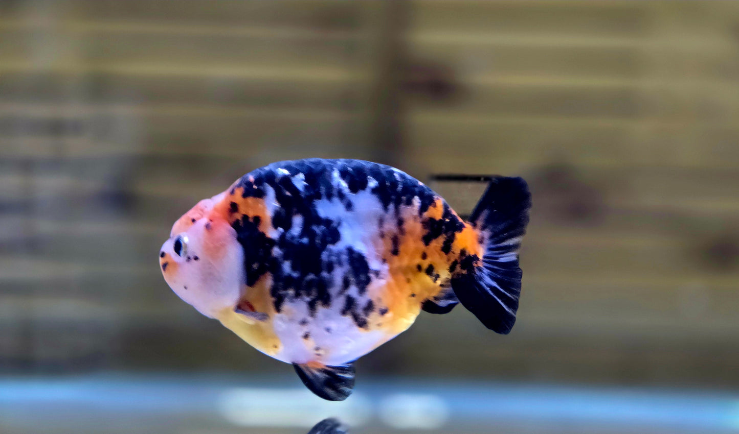 Calico Ranchu J26022