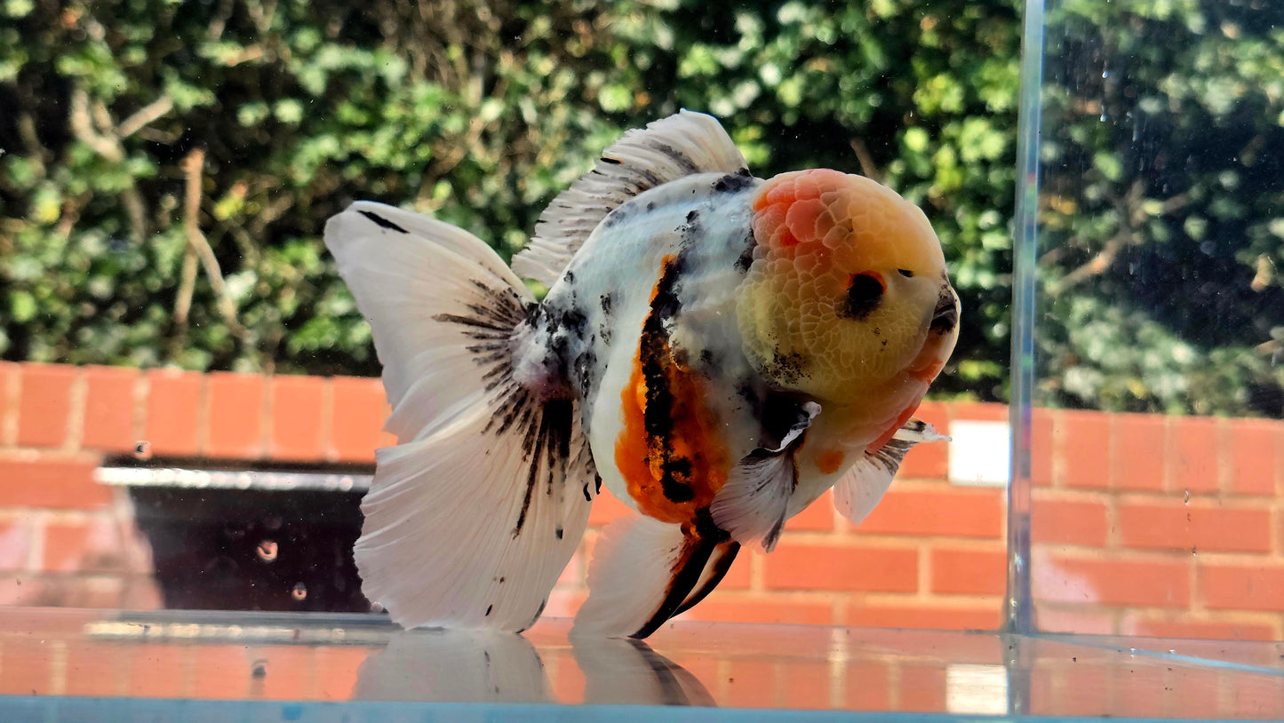 VHQ Jumbo Calico Oranda July2631 P