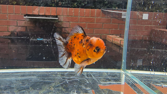 Shogun Short Tail Oranda Sep002