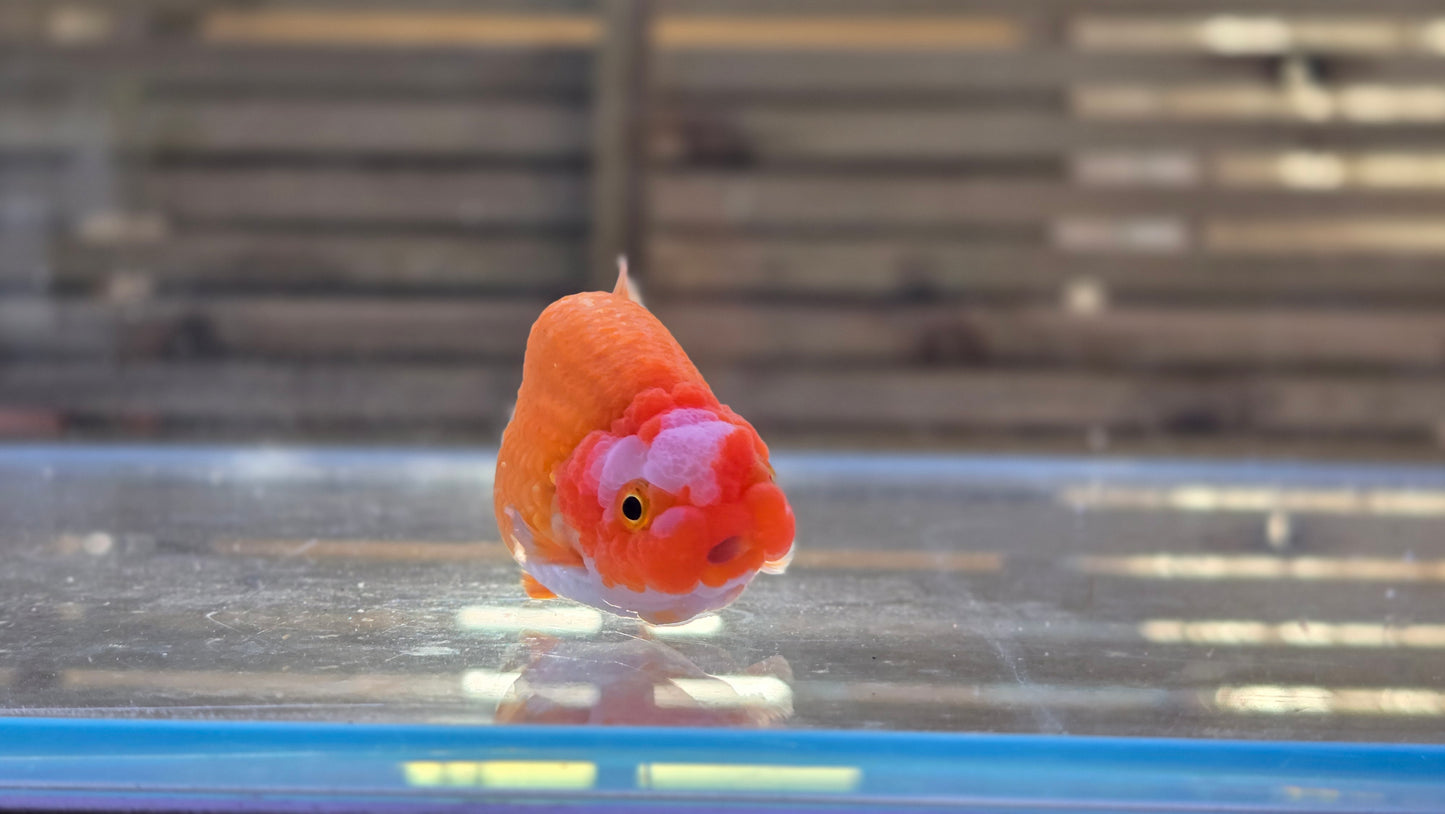 Ranchu J26006