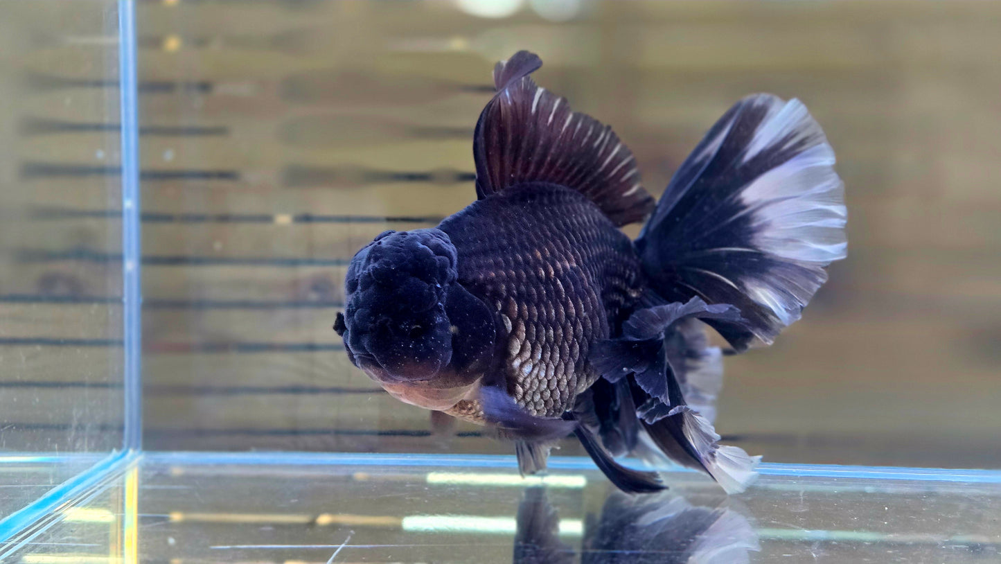 Oranda J26042