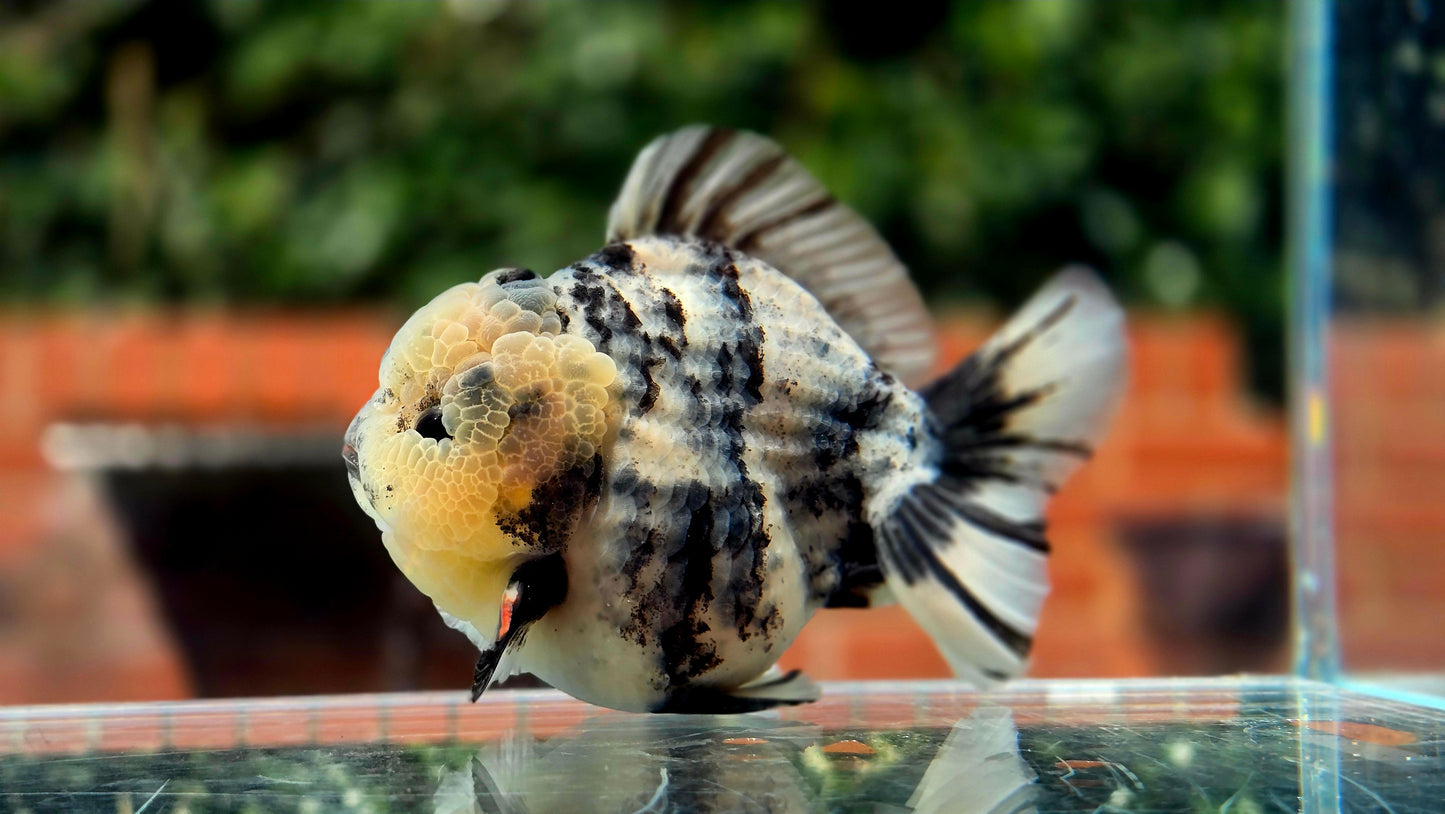 VHQ Jumbo Calico Oranda July26154 T4