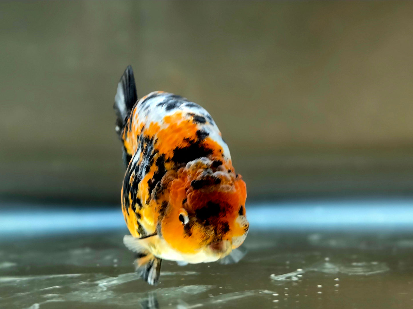 HQ Ranchu July2662 T2