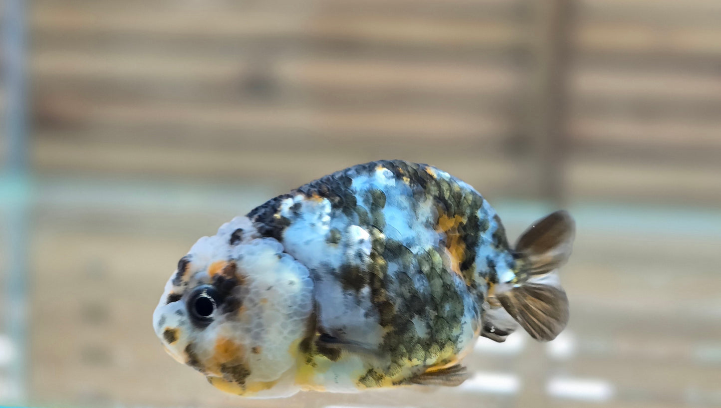Calico Ranchu May004