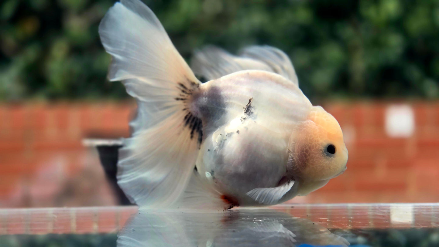VHQ Jumbo Calico Oranda July2633 C4