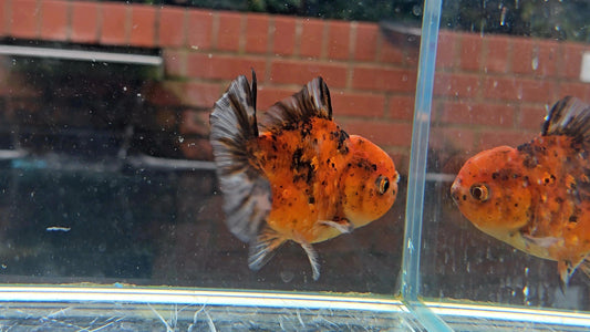 Shogun Short Tail Oranda Sep011
T2