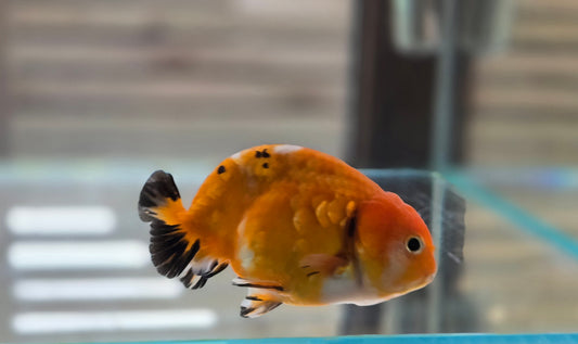 Calico Ranchu May012