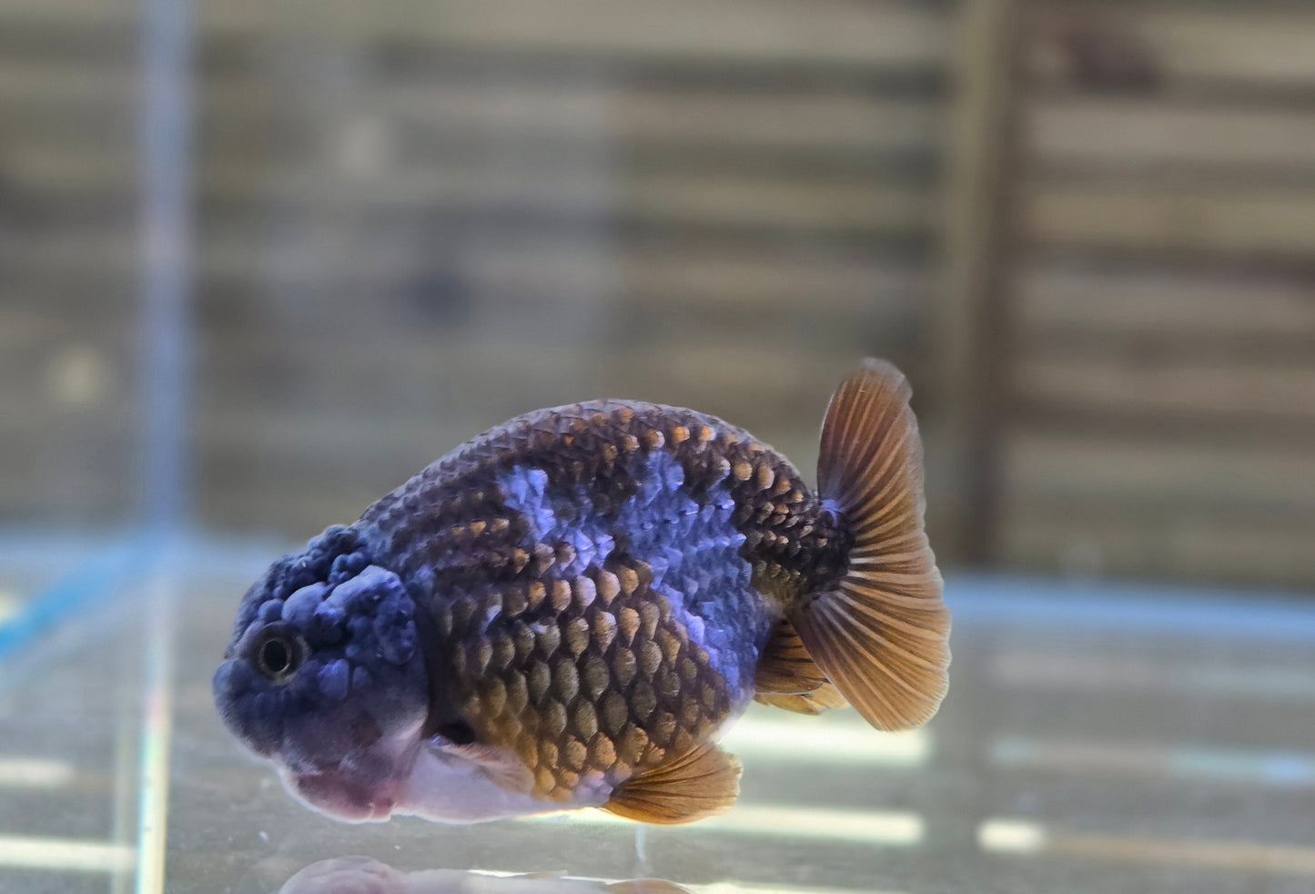 Ochiba Ranchu J26002