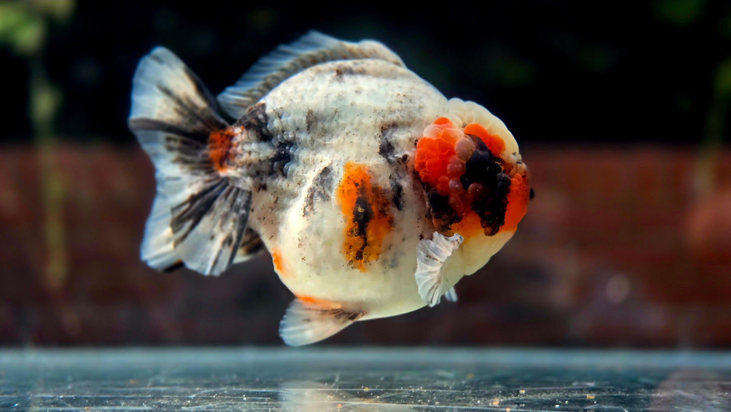VHQ Jumbo Calico Oranda July2602 P