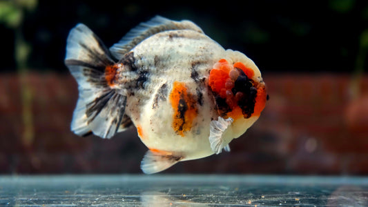 VHQ Jumbo Calico Oranda July2602 P