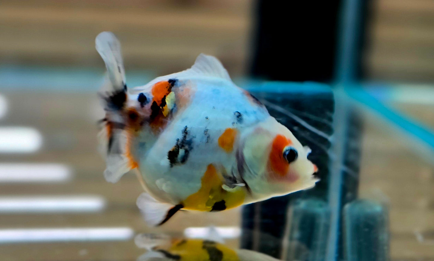 Calico Oranda May008