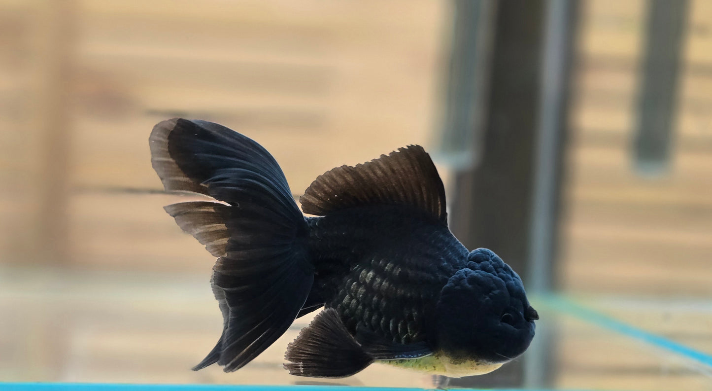 Black Oranda May017
