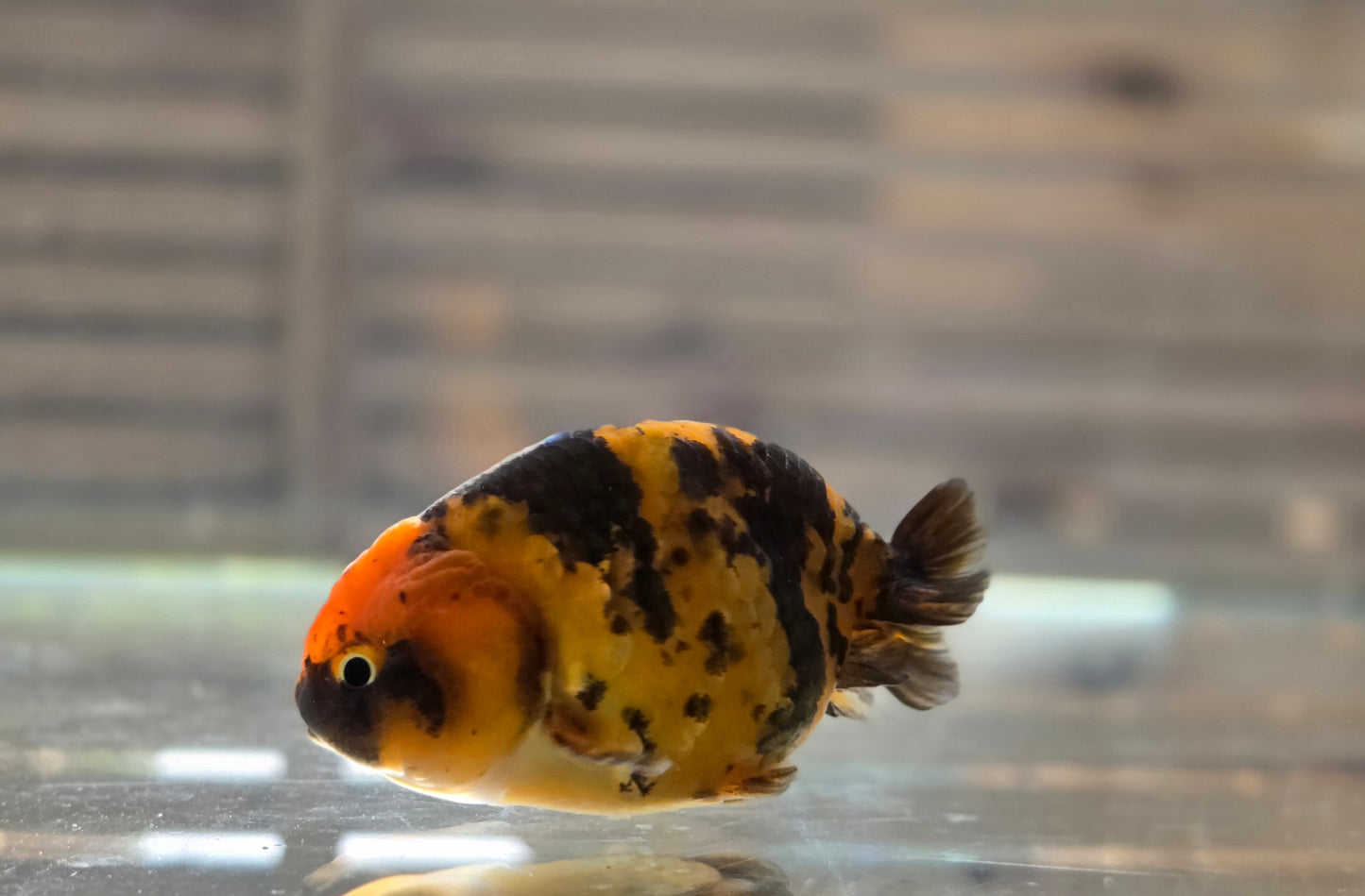 Calico Ranchu May011