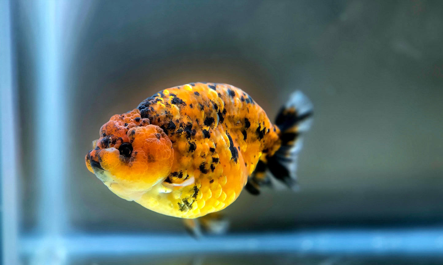 HQ Ranchu July2636 T1