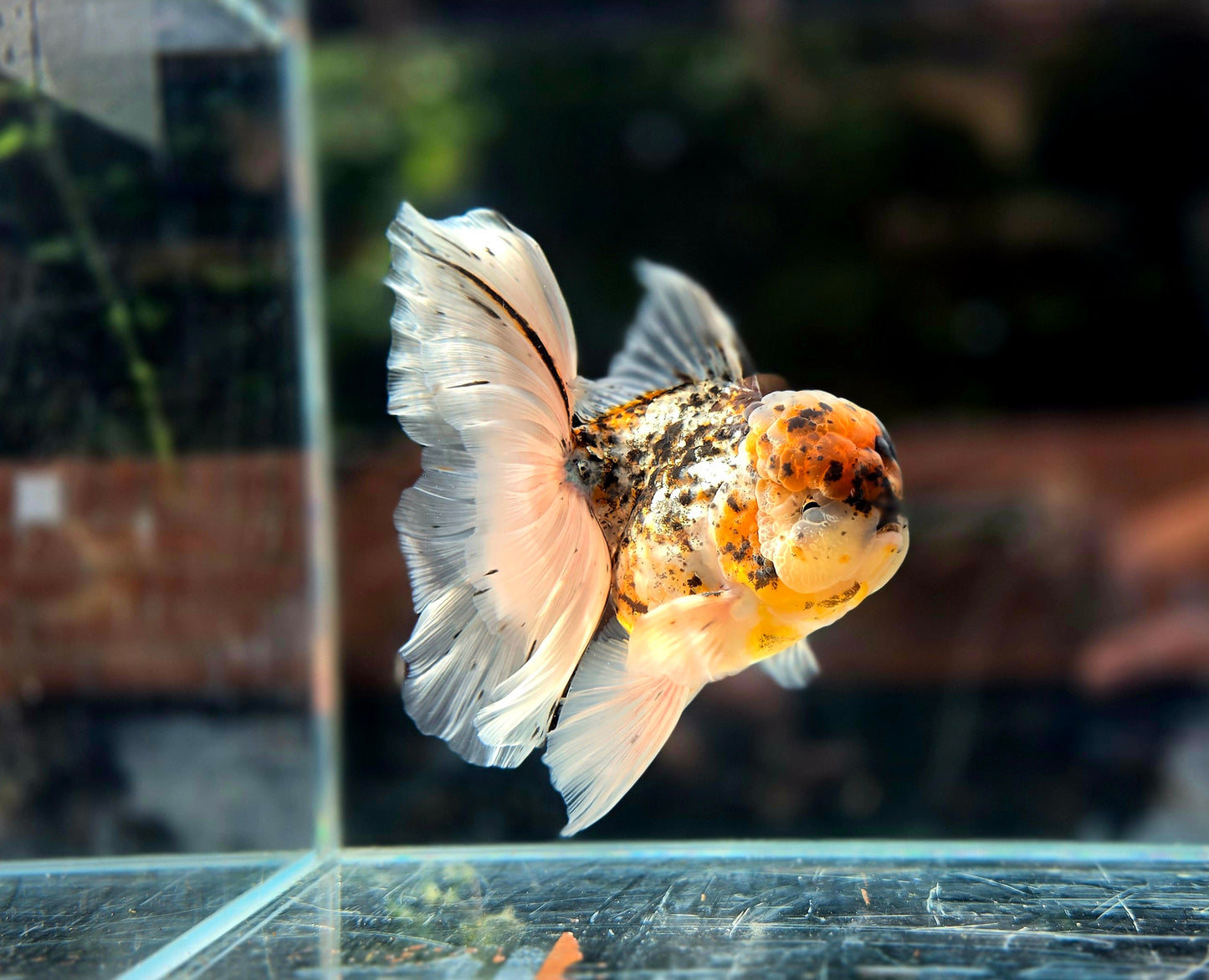 VHQ Jumbo Calico Oranda July2604 P