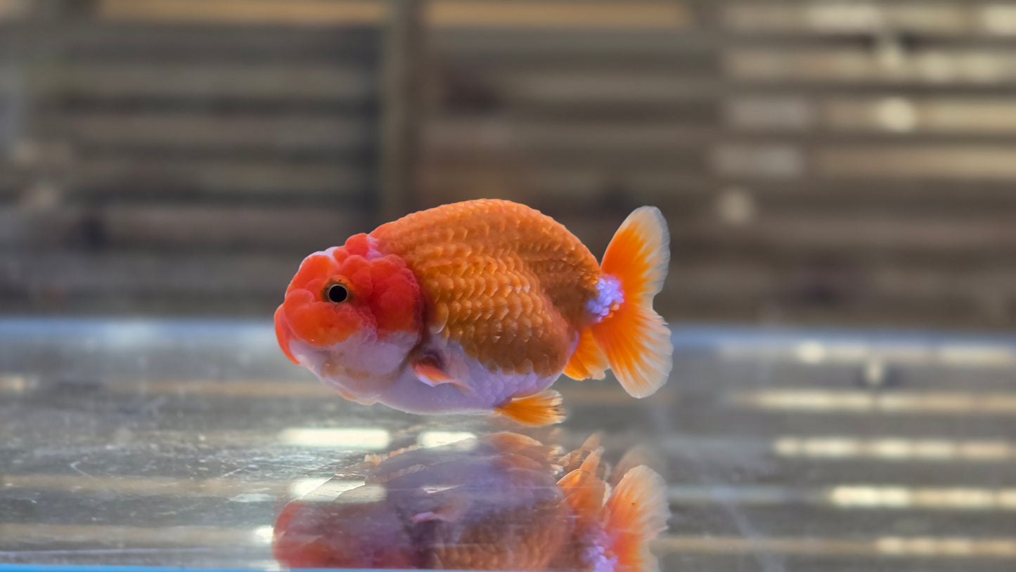 Ranchu J26006